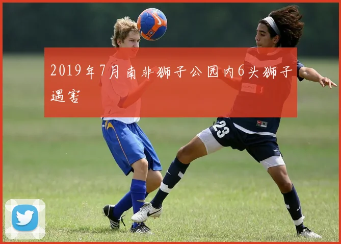 2019年7月南非狮子公园内6头狮子遇害